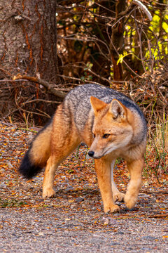 Fauna patag&oacute;nica: zorro en entorno natural