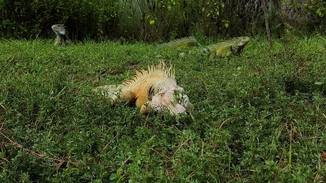 Large iguana blending into lush green grass in a natural habitat, showing excellent camouflage among tropical vegetation in the wild.