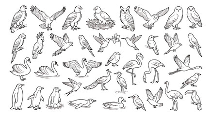 Obraz premium Minimalist bird line art collection, 38 avian species vector icons, black and white bird sketches