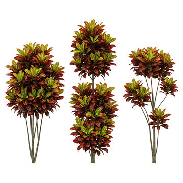 Three vibrant croton plants with colorful red, green, and yellow variegated leaves, digitally rendered and isolated on a transparent background.
