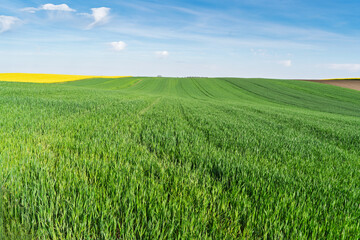 Fototapeta premium Green field in Vojvodina, Serbia, showing rows of crops, rolling farmland, a young wheat strip, open sky and rural agricultural landscape across the fertile Serbian plain.