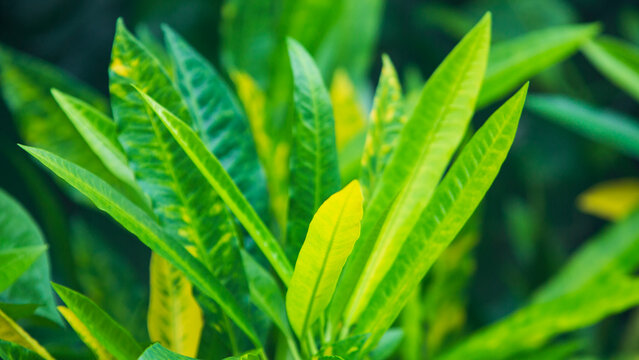 Close up of green leaf background, nature background. (Selective focus)