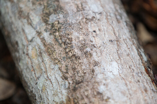 Bark of a tree as a background, closeup of photo