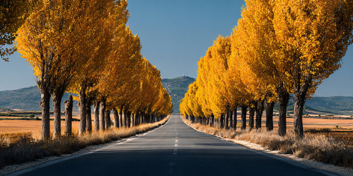Poplar-Lined Road Through Andalusian Fields in Autumn