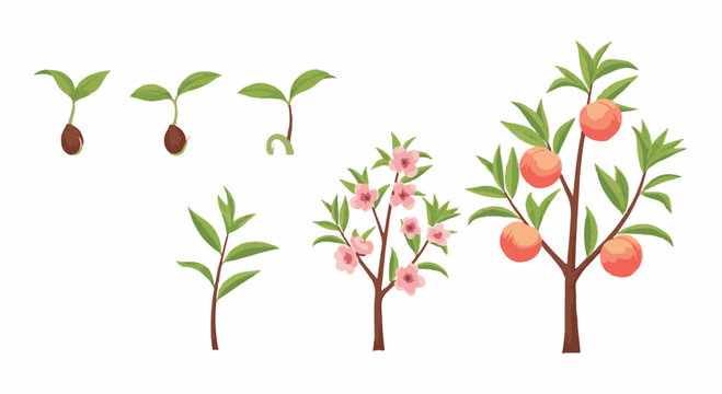 Vector illustration of a peach tree growth cycle showing stages from seed germination and sprouting seedling to a blooming tree with pink flowers and a mature fruit-bearing tree.
