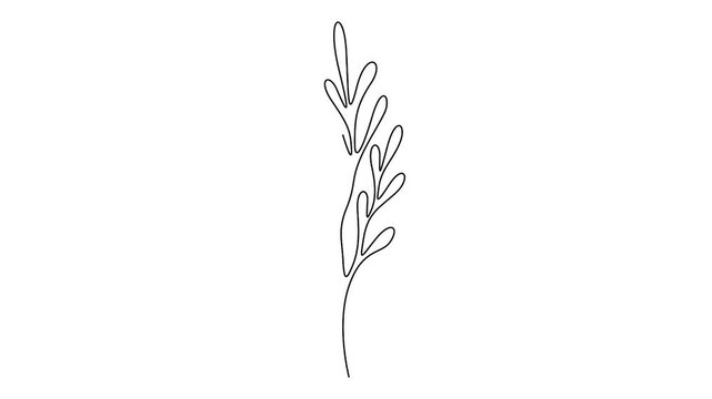 Leaf branch continuous line drawing animation for wellness and organic beauty branding. Minimalist one line art animation of a growing leaf sprig for eco designs.