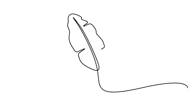 Banana leaf continuous line drawing animation for summer and eco branding concepts. Minimalist one line art animation of a tropical banana leaf on white background.