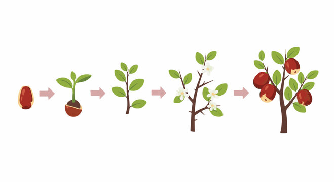 Vector illustration depicting the biological growth stages of a jujube tree (Ziziphus jujuba) from seed germination and sprouting to flowering and mature fruit production.
