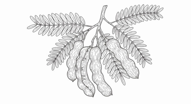 Intricate botanical line art illustration of a tamarind branch featuring detailed seed pods and delicate pinnate leaves, isolated on white background for coloring or vintage design.