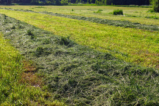Freshly mown rows of green forage grass lying in a summer meadow ready for harvesting as hay for livestock during a sunny June day in the countryside landscape