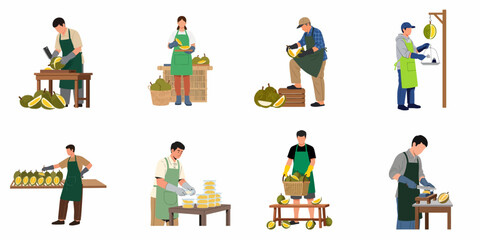 Fototapeta premium Flat illustration set of people harvesting, cutting, weighing, and packing durian fruit, showing the process from farm to market.