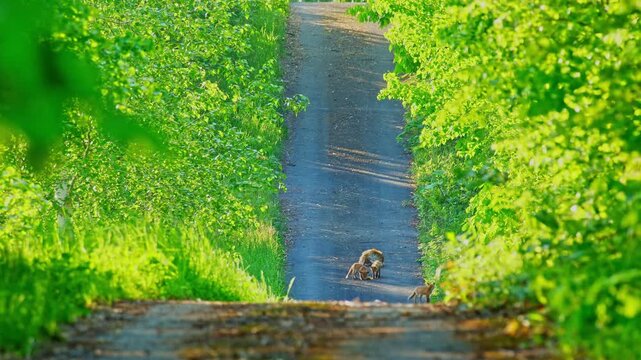 A red fox family crossing a snowy field during winter in Hokkaido, Japan.