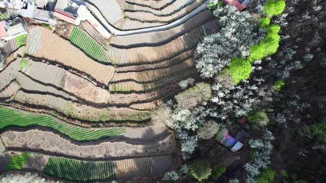 Drone view of white pear blossoms in spring in Jinchuan, Sichuan, China, beautiful village with white flowers in sunny day, 4k real time footage, travel concept.