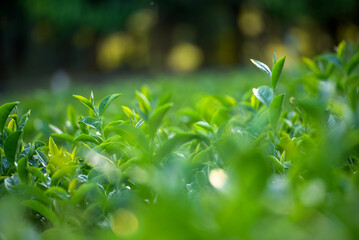 Fototapeta premium Green tea tree in farm. fresh Green tea tree Flower leaves in eco herbal farm. Drinking organic relax heath plant. Green tea tree leaves field Fresh young tender bud herbal in farm on summer