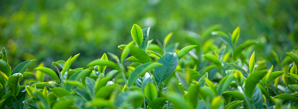 Banner Green tea tree Flower fresh leaves eco herbal farm. Herbal natural garden farmland. Drinking organic Banner Green tea tree leaves field young tender bud herbal Green tea tree with copy space