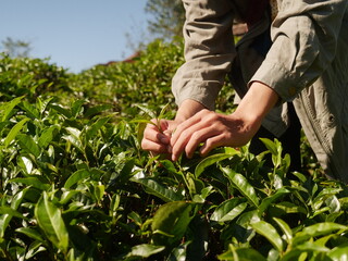 Obraz premium Man Hand holding harvest picking black green tea herbal agriculture. Woman work Black Tea farm harvest. hand harvest green tea tree picking bud young tender camellia sinensis leaves organic farm