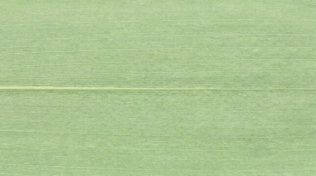 tekstur close up detail daun bambu