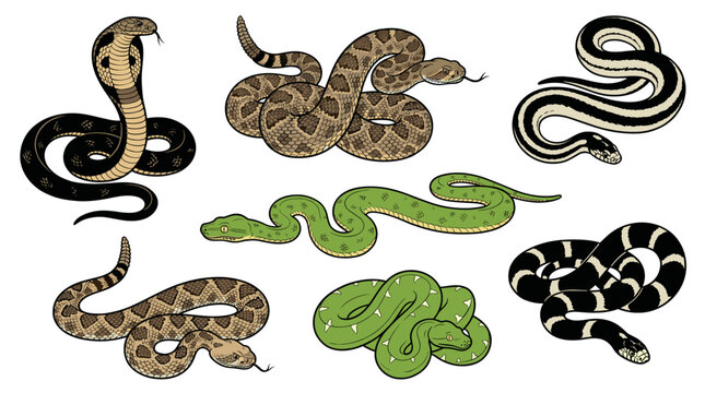 Detailed snake drawing collection, various dangerous wild reptile vector illustration set featuring cobra viper and python.