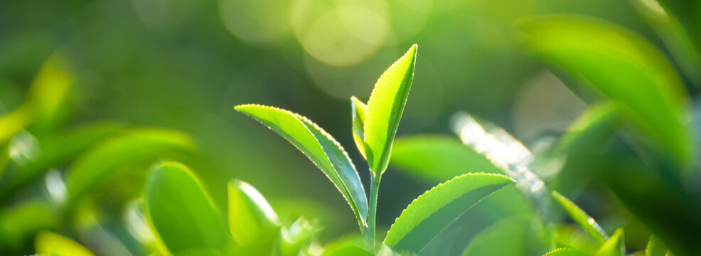 Banner Green tea tree Flower fresh leaves eco herbal farm. Herbal natural garden farmland. Drinking organic Banner Green tea tree leaves field young tender bud herbal Green tea tree with copy space