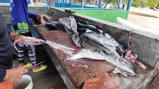 Close-up fisherman cleaning and filleting freshly caught fish at seafood processing station on tropical Caribbean island. Authentic fishing activity, seafood preparation and coastal livelihood