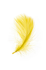 yellow Feather Isolated on White Background © zhikun sun