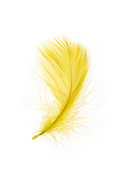 yellow Feather Isolated on White Background