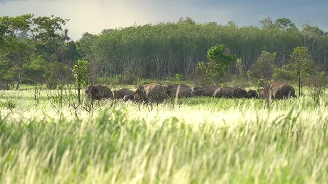 Wildlife, Herd of Elephants