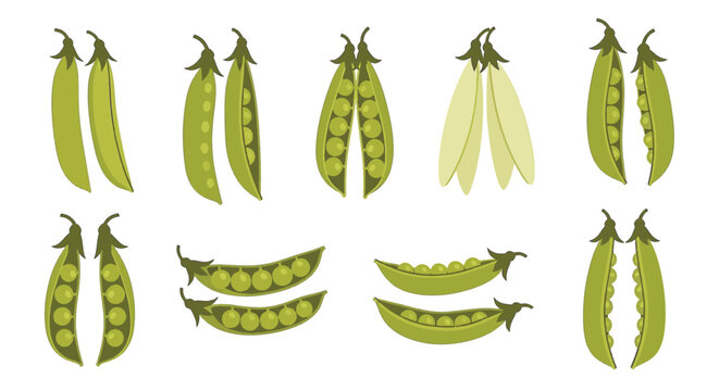 Collection of green and yellow pea pods in various stages of being open and closed, featuring round seeds inside, isolated on a white background for botanical vector design.