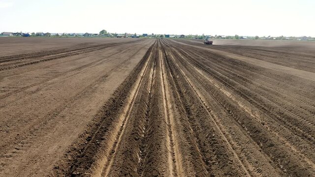 Wide view of potato field with planting furrows prepared for mechanized cultivation. Agricultural landscape during potato planting season and crop production.