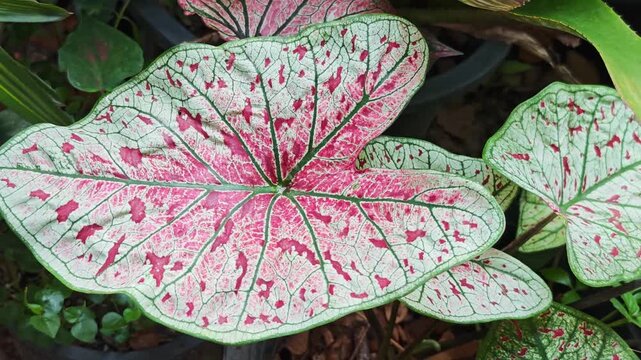 Caladium , colorful  caladium leaves nature 
