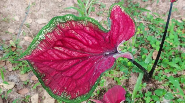 Caladium , colorful  caladium leaves nature 