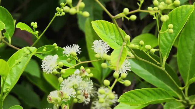  The bee is actively seeking honey from pollen(Tetracera loureiri, Dillenia)
