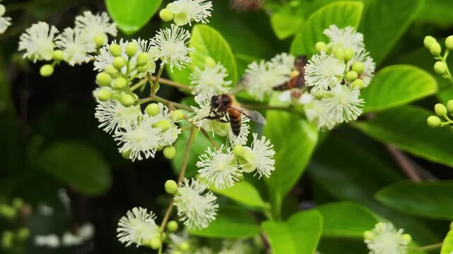  The bee is actively seeking honey from pollen(Tetracera loureiri, Dillenia)