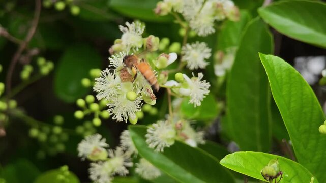  The bee is actively seeking honey from pollen(Tetracera loureiri, Dillenia)