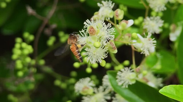  The bee is actively seeking honey from pollen(Tetracera loureiri, Dillenia)