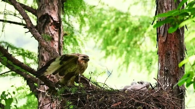 Majestic wild bird of prey with spread wings guarding its twig nest with fluffy chicks in a lush green forest tree