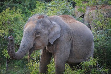 Naklejka premium Asian Elephant in Natural Forest Habitat, Sri Lanka