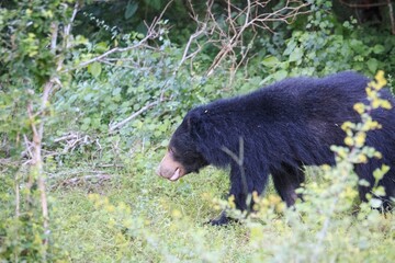 Obraz premium Sloth Bear Foraging in Dense Tropical Vegetation