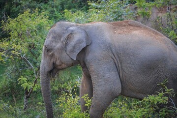 Fototapeta premium Asian Elephant in Natural Forest Habitat, Sri Lanka