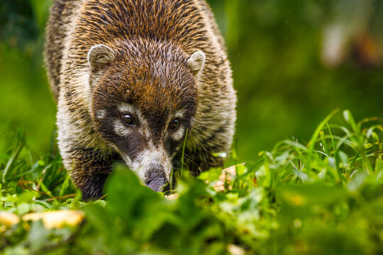 White-nosed Coati (Nasua narica) foraging in the rain, Puntarenas Province, Costa Rica.