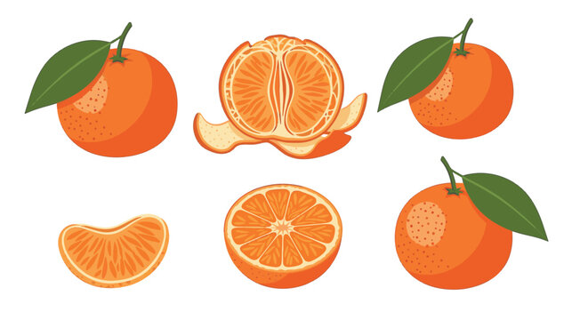 Vector illustration set of orange mandarins featuring whole fruit with green leaves, a partially peeled mandarin with segments, a cross-section half, and a single segment on white.