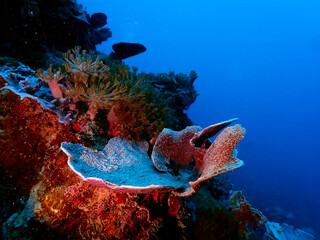 Beautiful view of underwater in Gili Meno © taffpixture