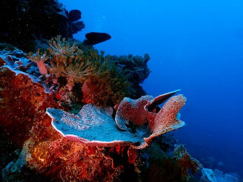 Beautiful view of underwater in Gili Meno