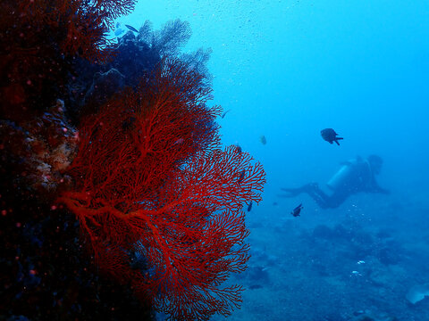Beautiful view of underwater in Gili Meno