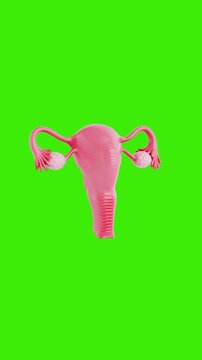 4k Resolution Vertical Video for Social Media: Female Reproductive Anatomy Concept. Uterus With Ovaries And Fallopian Tubes Seamless Loop Rotation On Green Screen With Alpha Matte