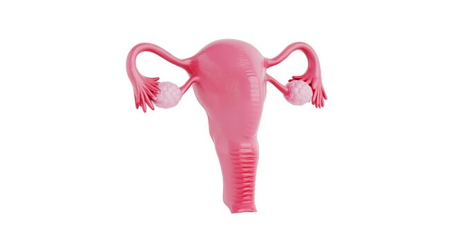 4k Resolution Video: Female Reproductive Anatomy Concept. Uterus With Ovaries And Fallopian Tubes Seamless Loop Rotation On White Background With Alpha Matte