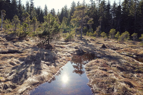 muskeg, northern peat bog wetland near Hoonah, on Chichagof Island in Southeast Alaska