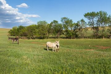 Obraz premium Wild burro foal and mother standing in a meadow