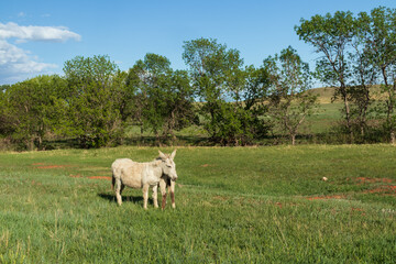 Fototapeta premium Wild burro foal and mother standing in a meadow