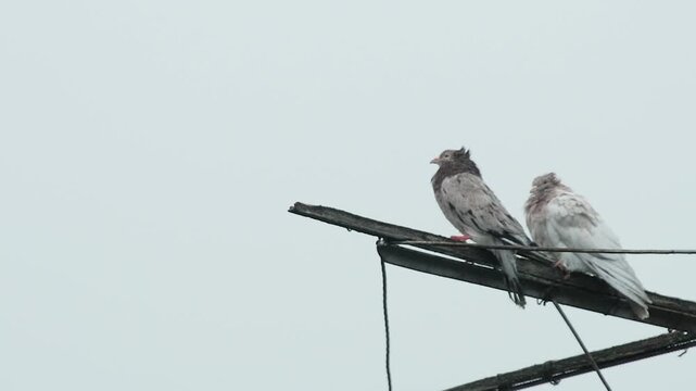 A dramatic thunderstorm with a visible lightning bolt and loud thunder audio, startling a purebred roller pigeon into flight.
